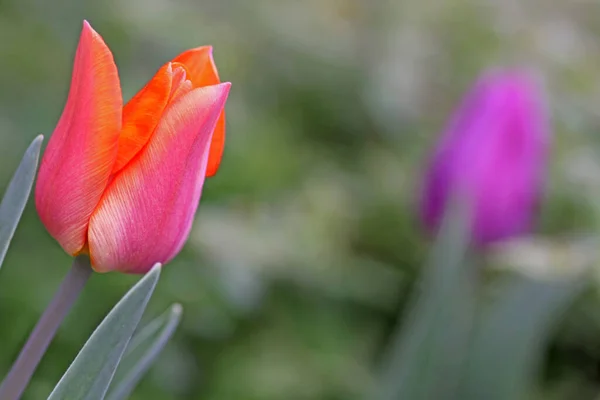 Tulipa Flores Prado Flora Primavera — Fotografia de Stock