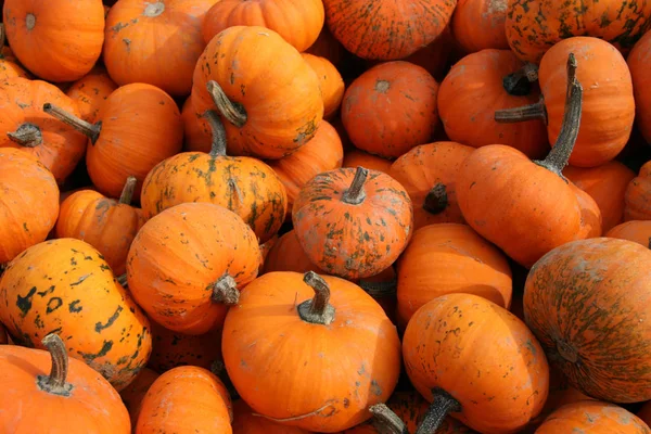 Calabazas Ecológicas Verduras Calabaza Alimentos Vegetales — Foto de Stock