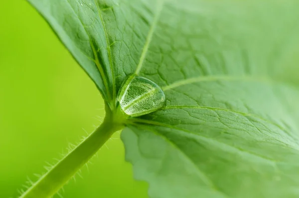 植物上的绿叶 — 图库照片