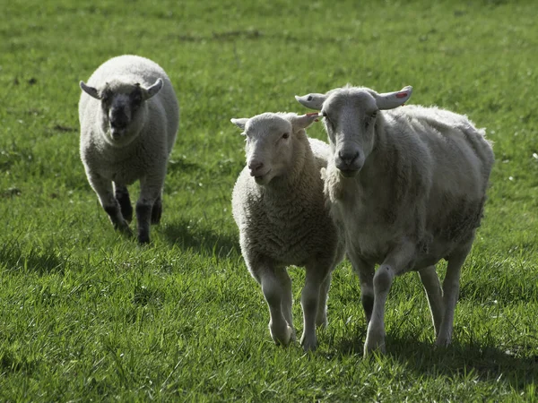 Landschappelijke Visie Landbouw Het Platteland — Stockfoto