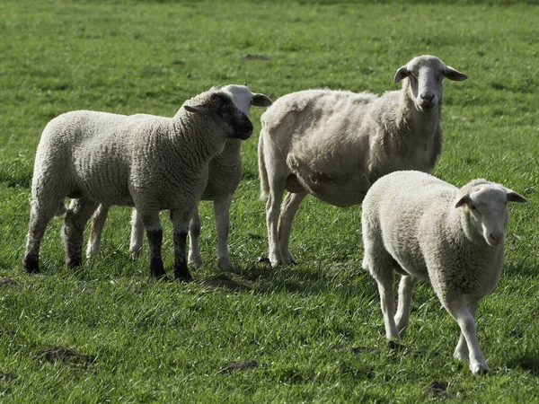 Landschaftlicher Blick Auf Die Landwirtschaft Selektiver Fokus — Stockfoto