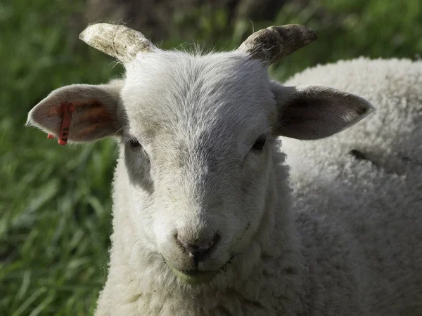 Festői Kilátás Mezőgazdaságra Szelektív Fókusz — Stock Fotó