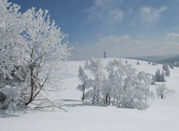 黒い森の中の雪 — ストック写真