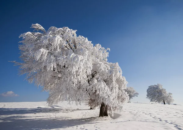 Invierno Bosque Negro — Foto de Stock