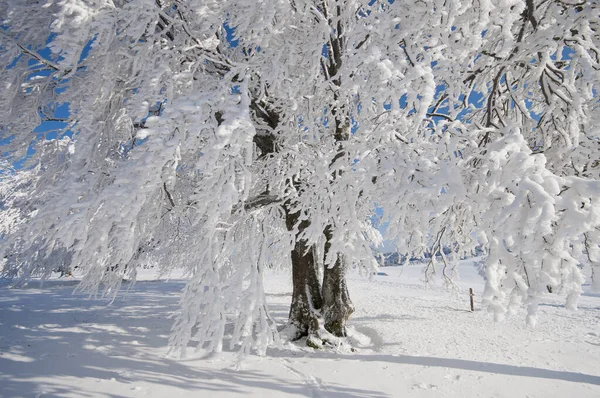 Зима Черном Лесу — стоковое фото