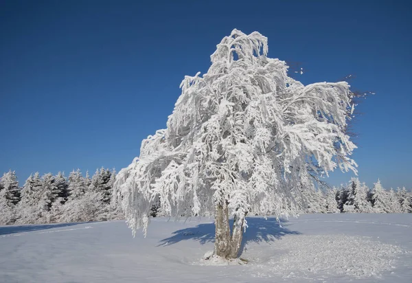 Зима Чорному Лісі — стокове фото