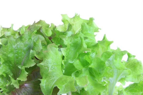 Lettuce Seedling Cutting Lettuce Cultivar — 스톡 사진