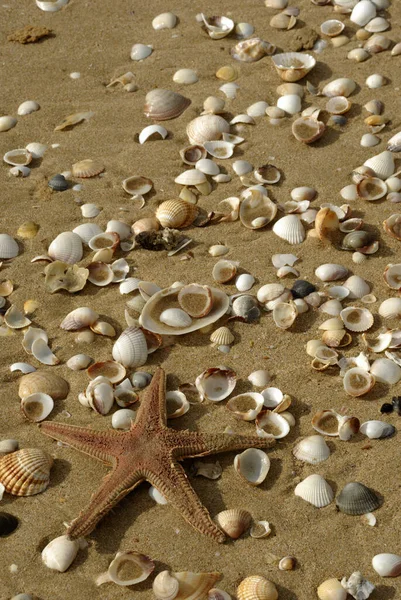 Stelle Marine Conchiglie Meia Praia Lagos Algarve Portoghesi — Foto Stock