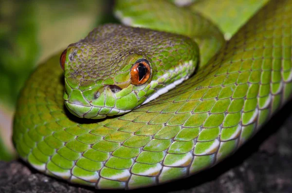 Serpiente Peligrosa Víbora Animal — Foto de Stock