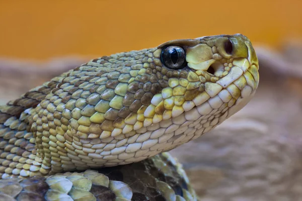 Cascavel Cobra Venenosa Animal — Fotografia de Stock