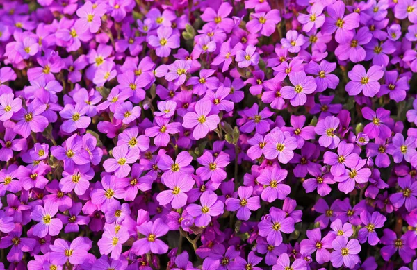 Mooi Botanisch Schot Natuurlijk Behang — Stockfoto