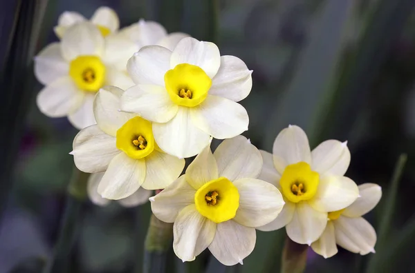 Daffodil Narcis Okvětní Lístky — Stock fotografie