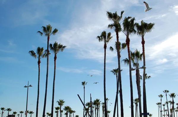Palmer Ocean Front Walk Venice Beach California — Stockfoto
