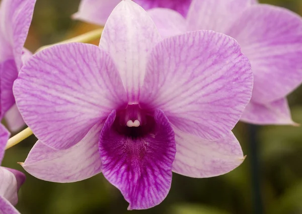 Closeup Flor Rosa Orchid Flor — Fotografia de Stock