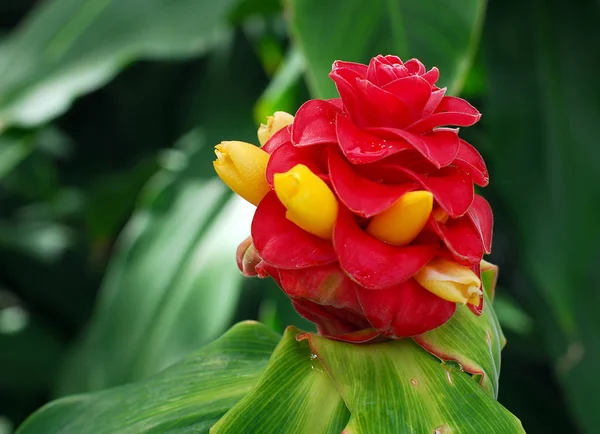 Gengibre Espiral Costus Comosus Amarelo Flor Vermelha Flor — Fotografia de Stock