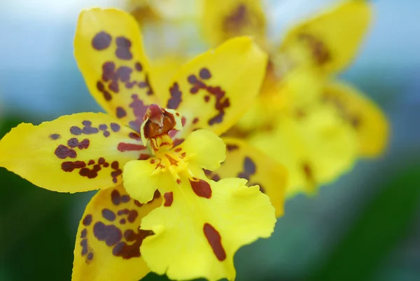 Orchidee Blütenblätter Flora Schönheit — Stockfoto