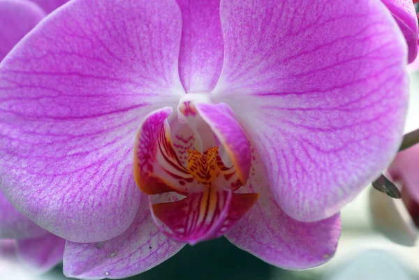 Pétalas Flor Orquídea Beleza Flora — Fotografia de Stock