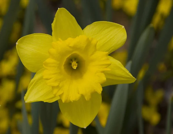 Daffodil Narciso Flor Amarela Flor Primavera — Fotografia de Stock