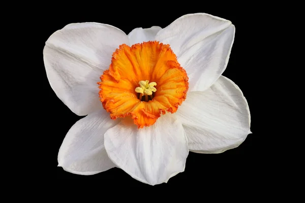 Białe Płatki Kwiatów Żonkil Wiosna — Zdjęcie stockowe