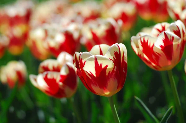 Fleur Tulipe Blanche Rouge Fleur Printemps — Photo