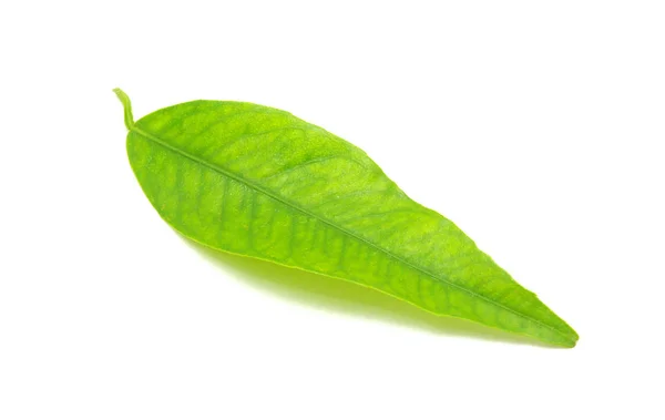 Πράσινο Φύλλο Απομονωμένο Λευκό — Φωτογραφία Αρχείου