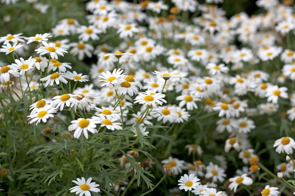 Białe Płatki Kwiatów Wiosna Letnia Flora — Zdjęcie stockowe