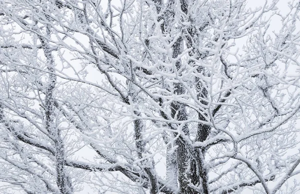 Ветви Деревьев Покрыты Снегом — стоковое фото