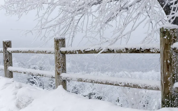 Забор Дерево Покрытые Снегом — стоковое фото