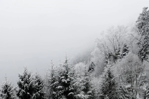 Dağ Ormanı Karla Kaplı — Stok fotoğraf