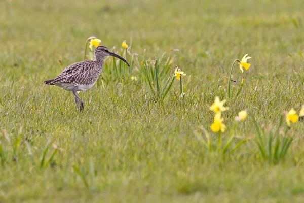 Aussichtsreiche Aussicht Auf Schöne Vögel Der Natur — Stockfoto