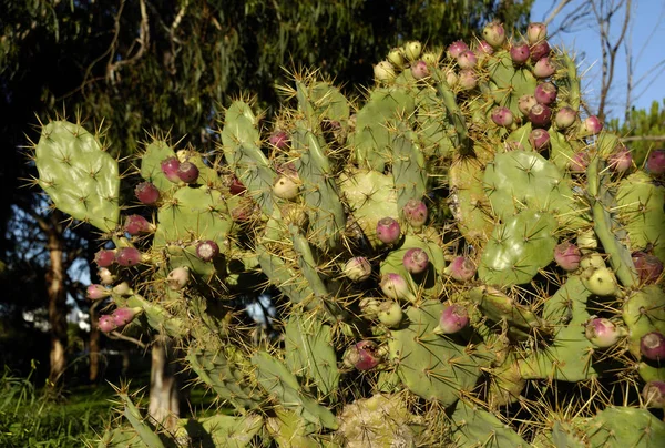 Opuntia Bloodeni Lagos Algarve Позашляховий — стокове фото