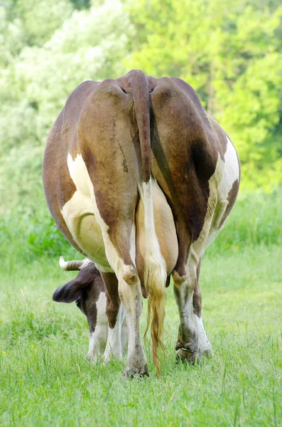 Αγελάδες Ένα Πράσινο Λιβάδι — Φωτογραφία Αρχείου