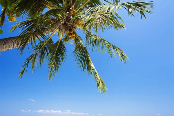Palmiye Ağacı Arkaplanı Kopyalama Alanı — Stok fotoğraf