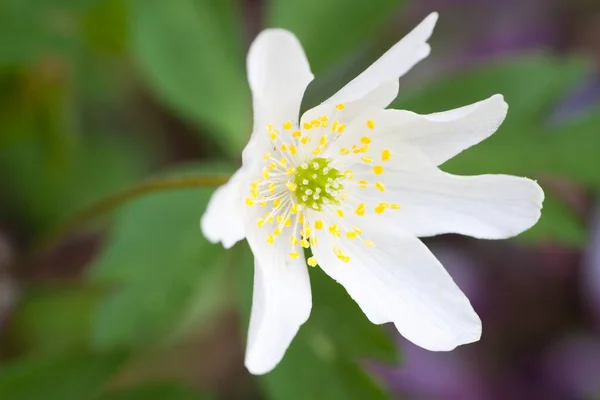 Witte Blaadjes Van Windbloem Bloeiende Flora — Stockfoto