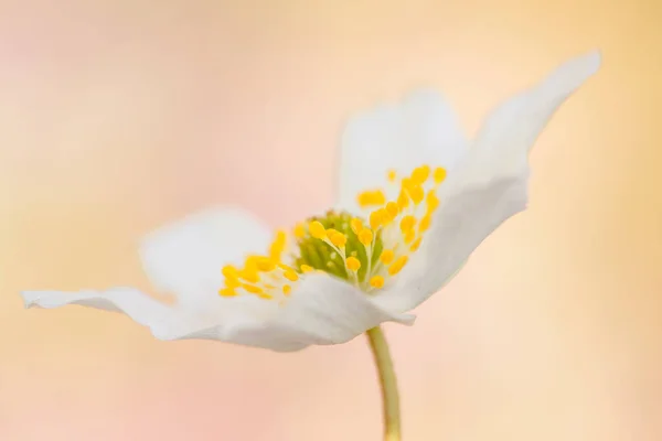 Pétalas Brancas Girassol Flora Florescente — Fotografia de Stock