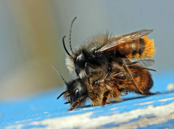 Gehoornde Metselbijen Bij Het Paren — Stockfoto
