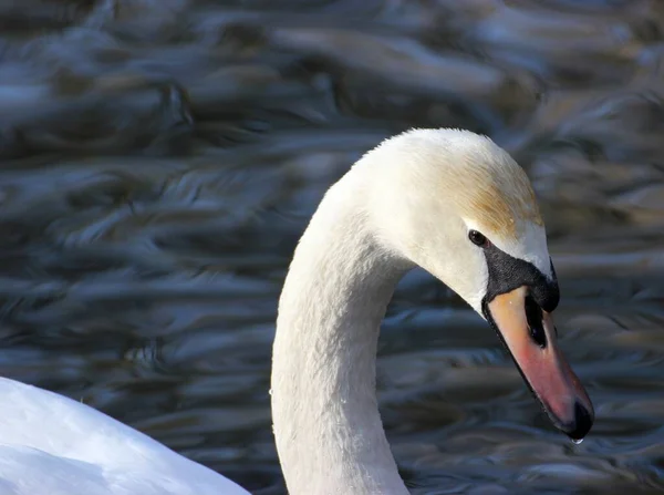 Schilderachtig Uitzicht Majestueuze Zwaan Natuur — Stockfoto