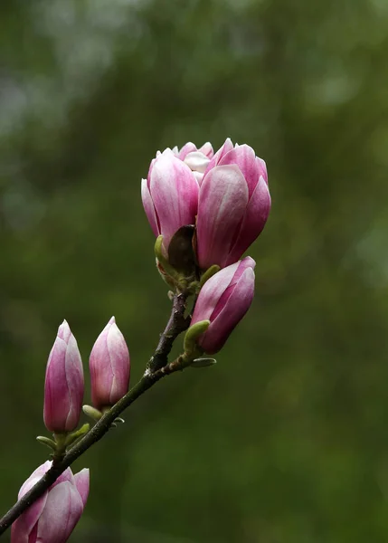 Magnolia Blossom Spring Flowers — Stock Photo, Image