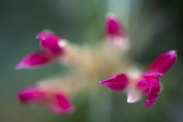 Vacker Botanisk Skott Naturliga Tapeter — Stockfoto