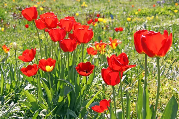 Tulipán Virágzó Virágok Természetben Növény Tulipán — Stock Fotó