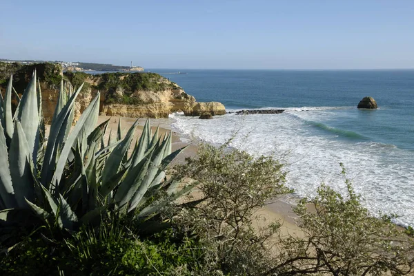 Agave Americana Praia Rocha Portimao Algarve Portoghese — Foto Stock