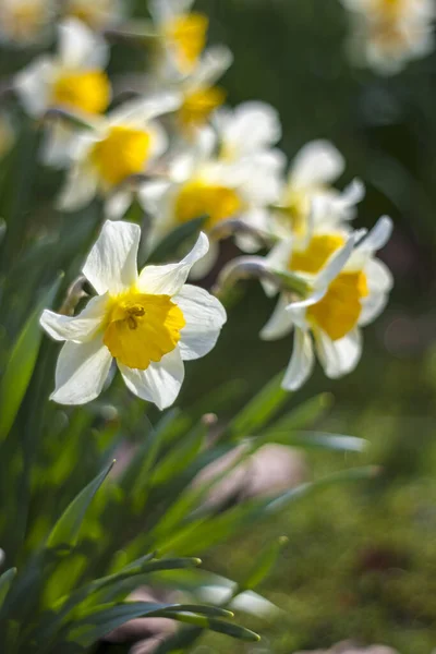 Close Narcisos Brancos — Fotografia de Stock