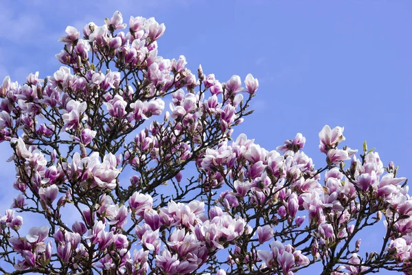 Çiçek Yapraklarıyla Çiçek Açan Manolya Ağacı — Stok fotoğraf