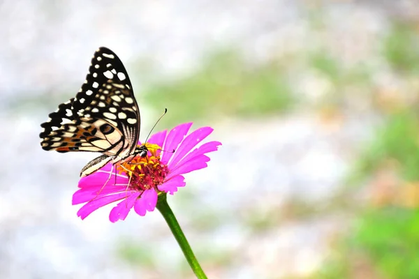 Ein Bild Von Schmetterlingen Und Blumen — Stockfoto