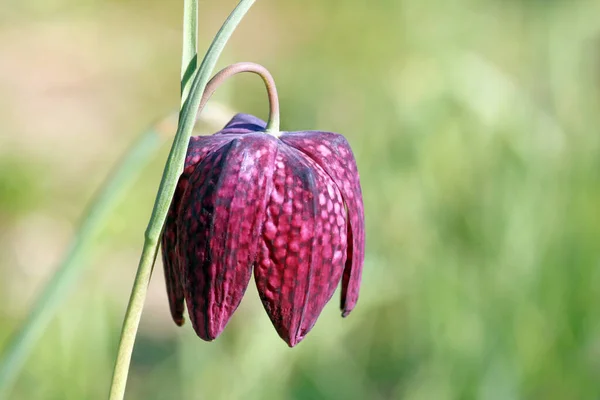 Fritillaria Meleagris Årets Blomma 1993 — Stockfoto