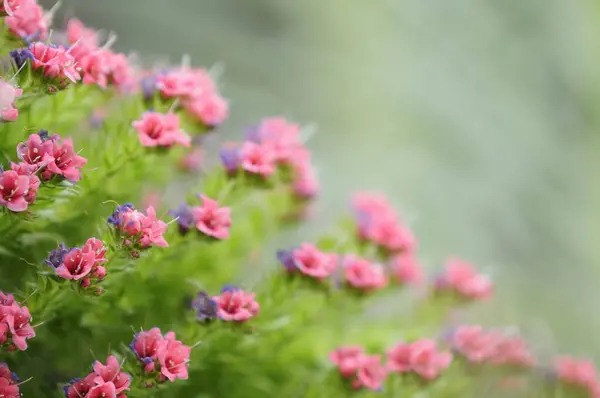 Belas Flores Florescendo Fundo Natureza — Fotografia de Stock