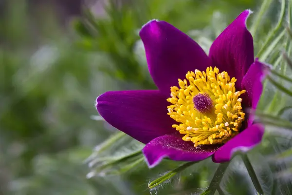 Bellissimi Fiori Sfondo Concetto Floreale — Foto Stock