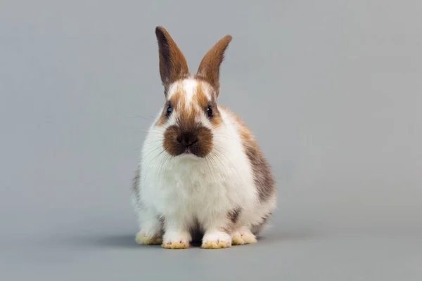 Young Animals Selective Focus — Stock Photo, Image