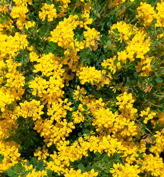 Struik Van Gele Bloemen Close Achtergrond — Stockfoto