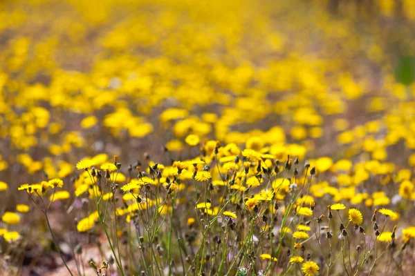Pole Żółte Kwiaty Zbliżenie Tła — Zdjęcie stockowe